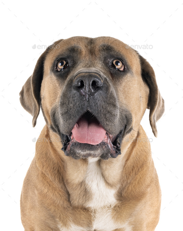 adult cane corso - Stock Photo - Images