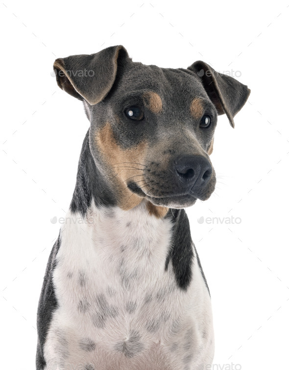 Brazilian Terrier in studio - Stock Photo - Images