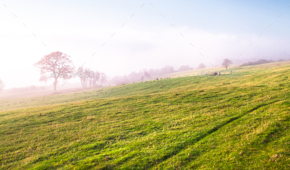 Foggy Grazing Pasture in England