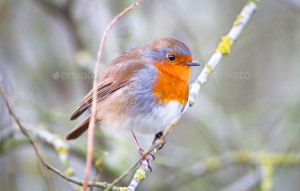 European Robin Perched in England - Stock Photo - Images