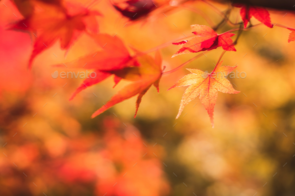 Beautiful Autumn Maple Leaves In Nature Fall Foliage Stock Photo By Kitzstocker
