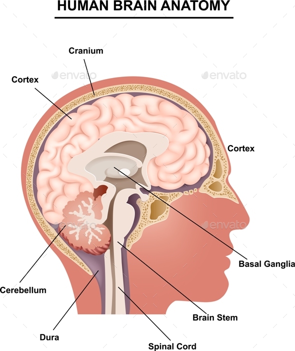 Human Brain, Vectors | GraphicRiver