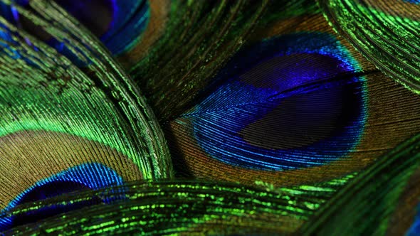 Feathers of Tropical Peacock Bird. Macro Rotation Close-up View. Beautiful Animals. Color Accuracy alt