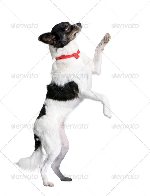 Bastard dog in red handkerchief walking on hind legs in front of white background, studio shot - Stock Photo - Images