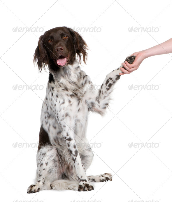 Small Munsterlander dog shaking hands with person, 2 years old, sitting in front of white background - Stock Photo - Images