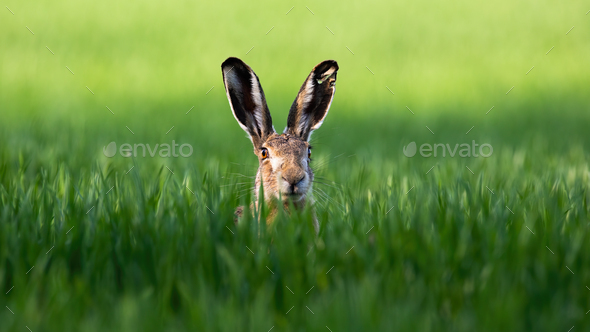 Wild brown hare looking with alerted ears on a green field in spring