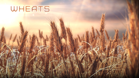 Wheat field - 3Docean 24658581