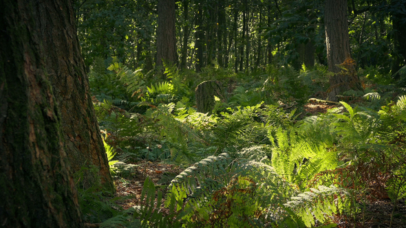 Wind Starts Up In Summer Forest alt