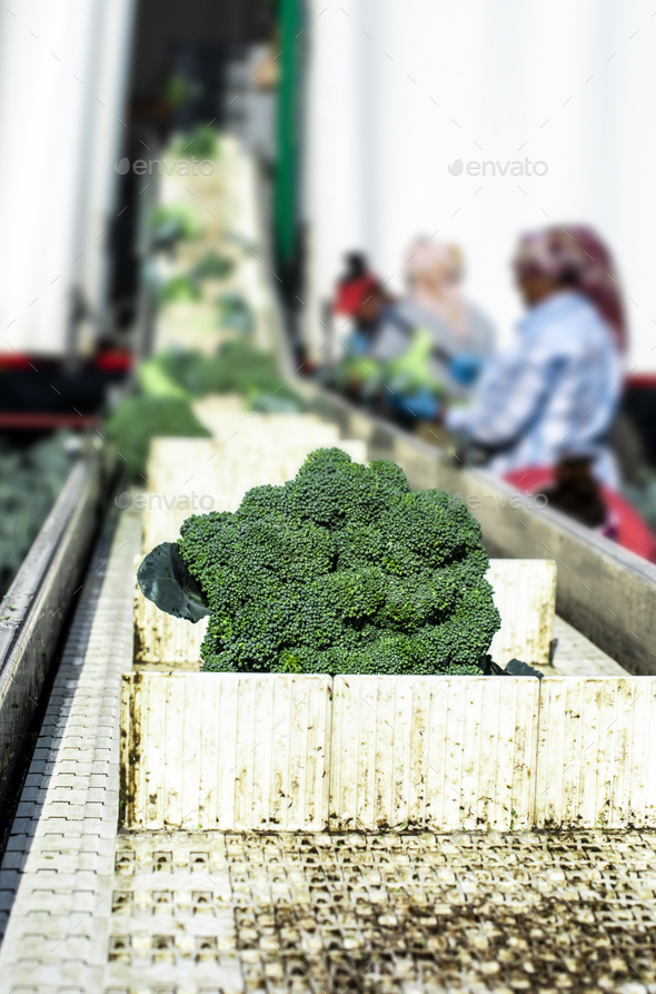 Harvest broccoli in farm with tractor and conveyor. Workers pick - Stock Photo - Images