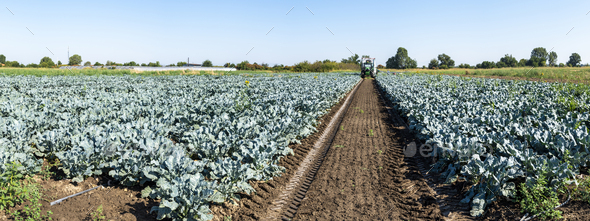 Tractor in broccoli farmland. Big broccoli plantation. Concept f - Stock Photo - Images