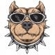 PitbullStockMusic