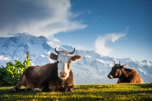 Cows resting on alpine hills in sun beams - Stock Photo - Images
