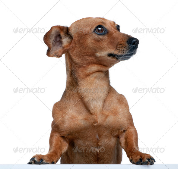 Portrait of bastard dog in front of white background, studio shot Stock