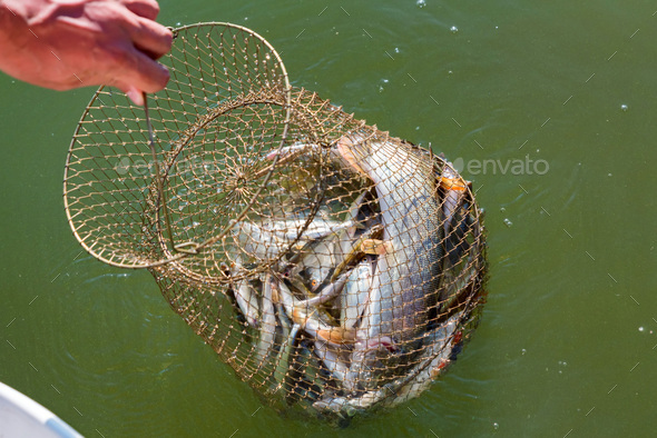 Freshwater fish caught in a fishing trap close Stock Photo by
