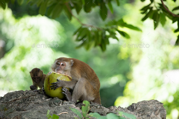 Macaque monkeys in the forest. - Stock Photo - Images