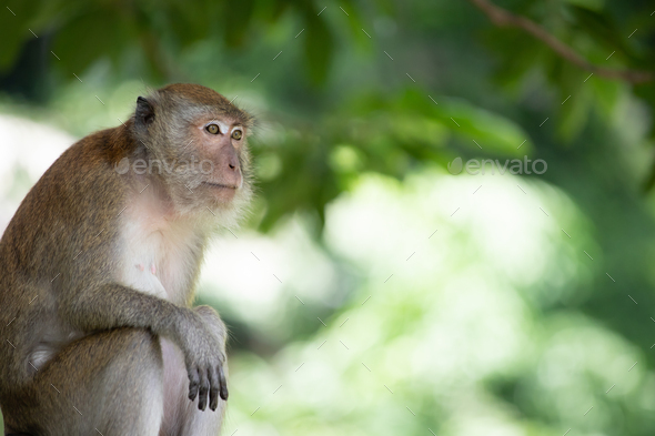Macaque monkeys in the forest. - Stock Photo - Images