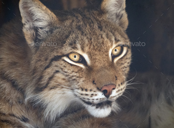 Reflective eyes for lynx