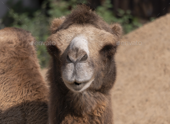 Portrait Of A Graceful Two Humped Camel Resting In The Shade Stock Photo By Aarrows