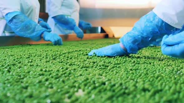 Processing of Agricultural Products Food Factory Conveyor alt