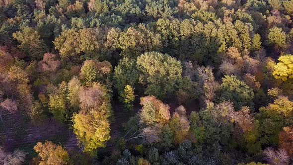 Autumn Forest Drone Footage