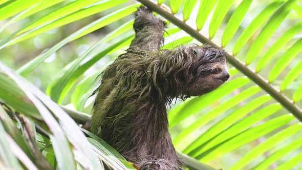 Costa Rica Sloth in Rainforest, Climbing a Tree, Brown Throated Three Toed Sloth (bradypus variegatu alt