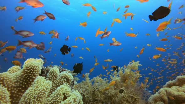 Coral Garden Fish Scene alt