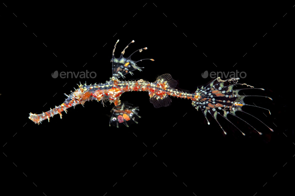 Red ornate ghost pipefish in Bali Indonesia - Stock Photo - Images