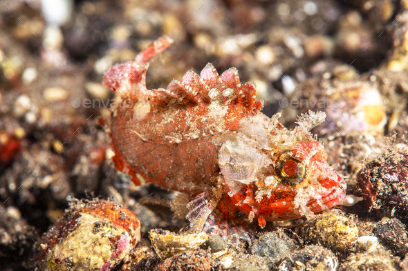 Small Red and white sculpin - Stock Photo - Images