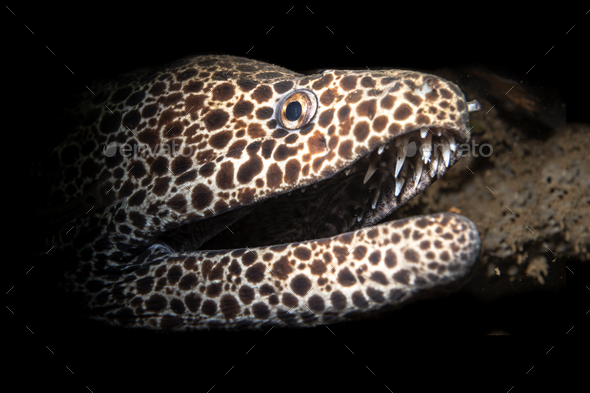 Leopard and laced moray eel