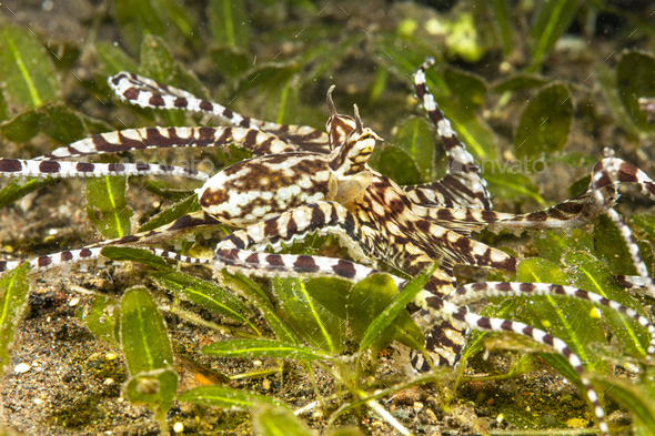 Mimic Octopus in Tulamben Indonesia