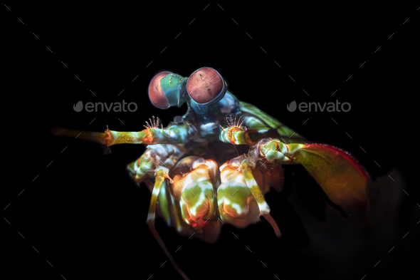 Colorful Mantis Shrimp with Complex Eyes - Stock Photo - Images