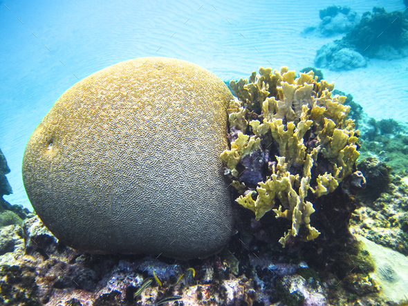 Various Types of Coral Growing Underwater in the Caribbean Sea