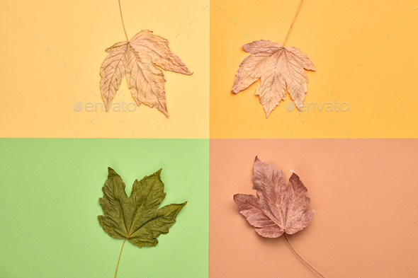 Autumn - Stock Photo - Images