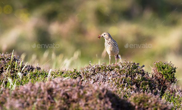 Meadow Pipit Bird in Scotland - Stock Photo - Images