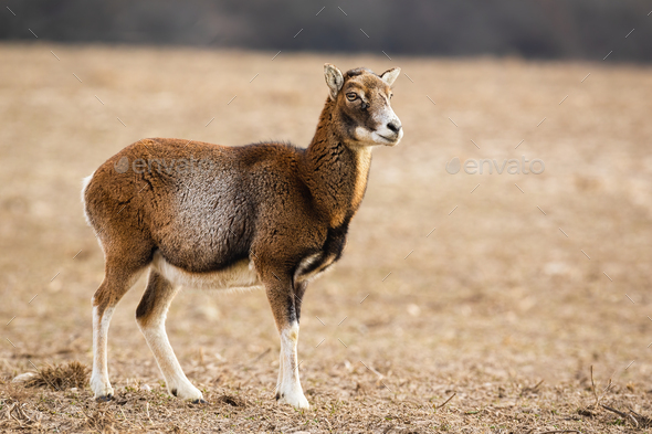 Female mouflon standing alerted on a meadow in winter looking aside - Stock Photo - Images