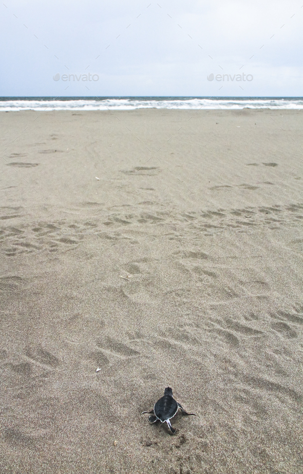 Baby Green Sea Turtle Running to the Ocean in Costa Rica - Stock Photo - Images