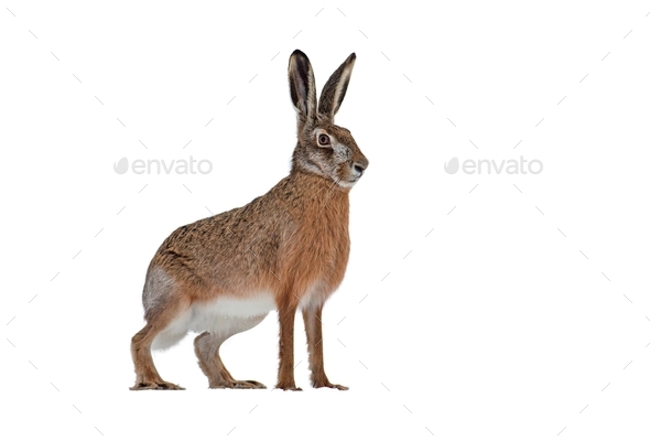 European brown hare isolated on white background - Stock Photo - Images