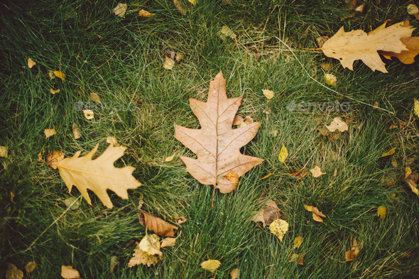 autumn leaves background Stock Photo by avanti_photo | PhotoDune