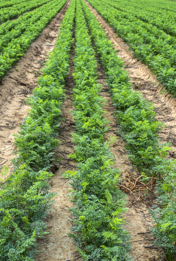 Carrot Farm