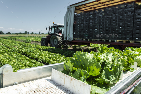 Tractor with production line for harvest lettuce automatically. - Stock Photo - Images