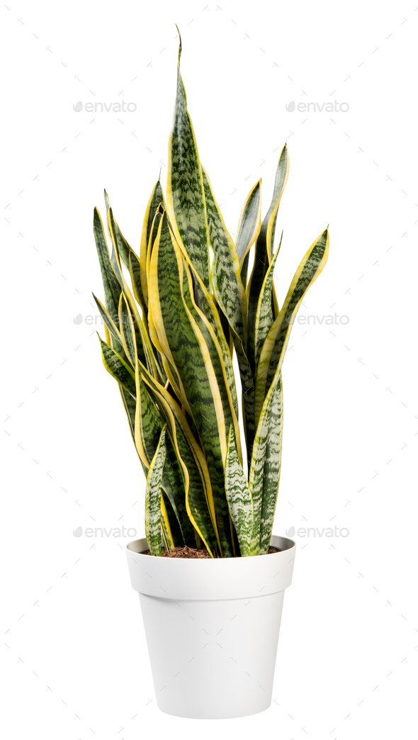 Ornamental potted Sanseviera laurentii plant - Stock Photo - Images