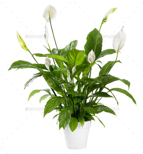 Potted Spathiphyllum plant with white flowers - Stock Photo - Images