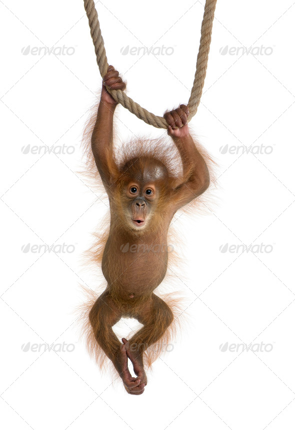 Baby Sumatran Orangutang (4 months old), hanging on a rope, studio shot - Stock Photo - Images