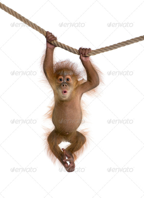 Baby Sumatran Orangutang (4 months old), hanging on a rope, studio shot - Stock Photo - Images