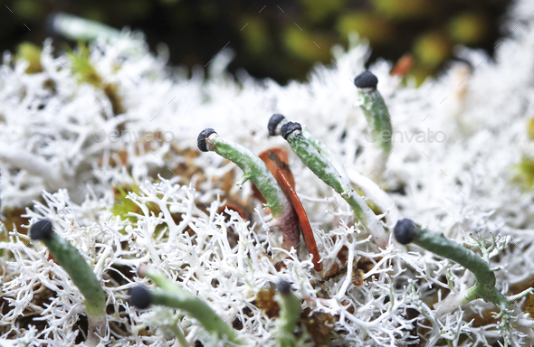 Green and Black Fruticose Lichen in New Zealand - Stock Photo - Images