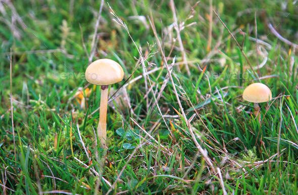 Dung Roundhead Mushrooms in England - Stock Photo - Images