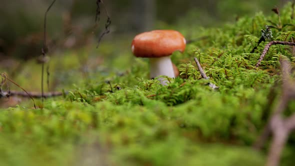 Russule Mushroom in Autumn Forest alt