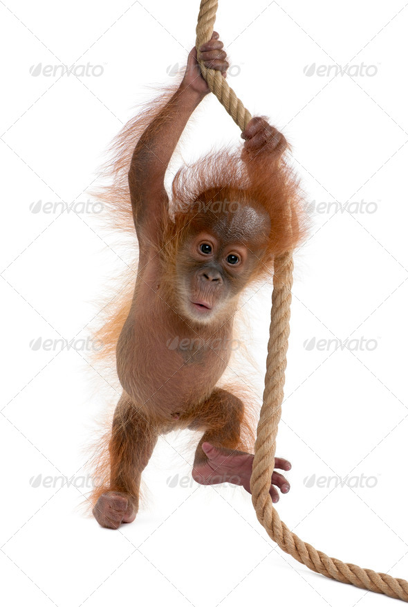 Baby Sumatran Orangutan hanging on rope, 4 months old, in front of white background - Stock Photo - Images