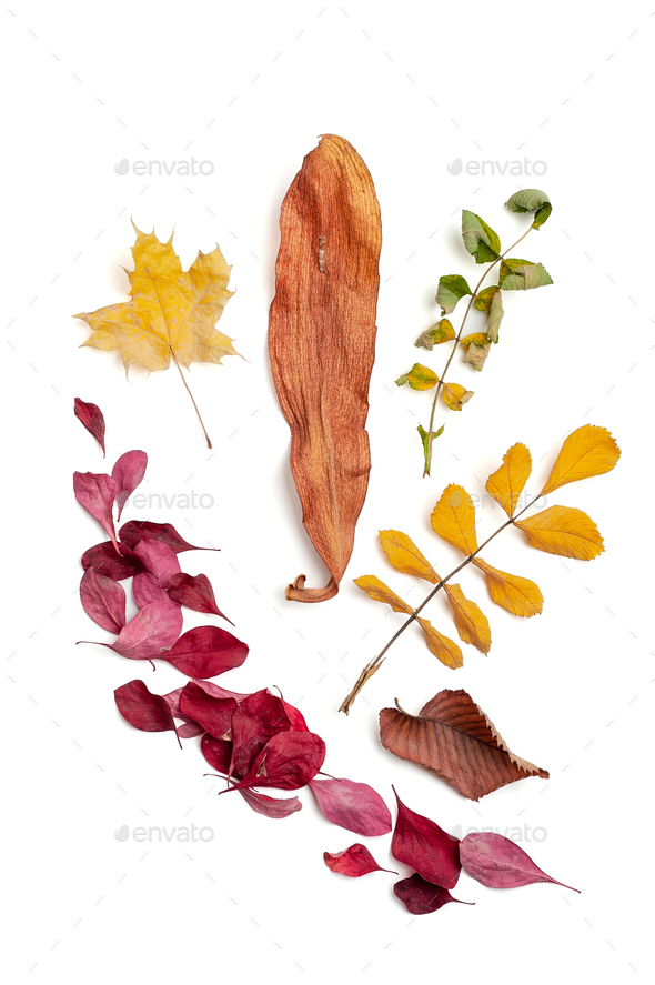 Dry autumn leaves of different colors on a white background. Iso - Stock Photo - Images