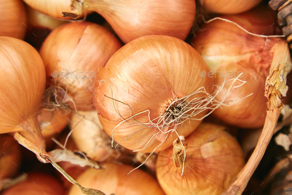 Fresh onions harvest in wooden basket on grass. - Stock Photo - Images